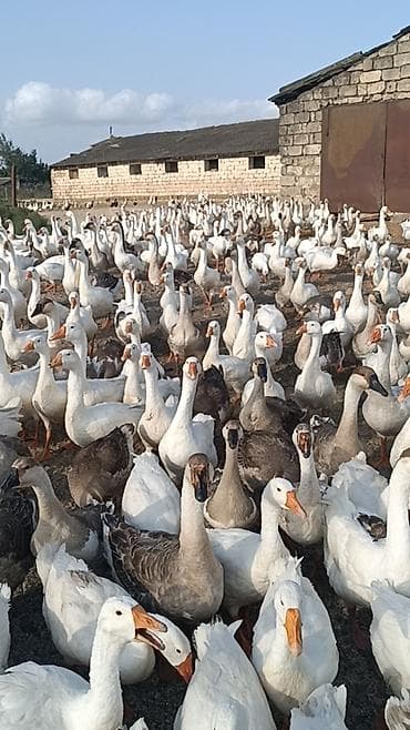 xaski balalari satilir: Salam . 1illik linda kuban qaz surusu satılır 400ədəd qazdı tam — 4