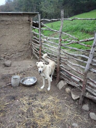 1 il, Erkek, Ödənişli çatdırılma