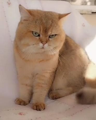 Pişiklər: Qızıl şinşilla, Erkək, Cütləşmə üçün — 9