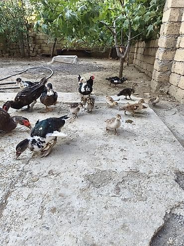 ördeyler: 1 erkəy(karicnivi),bir dişi,11 bala 2 aylıq. 6 ədəd 4 ayliq ördək. Tam — 6