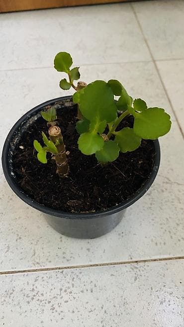 kalanxoye bitkisi: Kalanxoe (Kalanchoe blossfeldiana) – saksı bitkisi - Rəngli, çoxlu — 7
