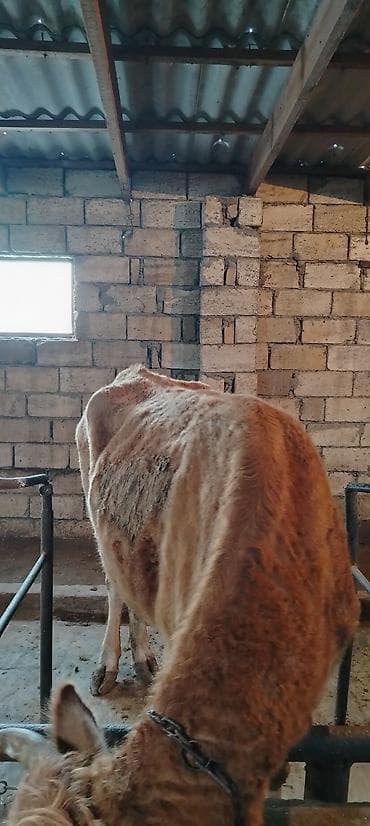 Ətlik di 1 qarın doğub real alıcılar Narahat etsin