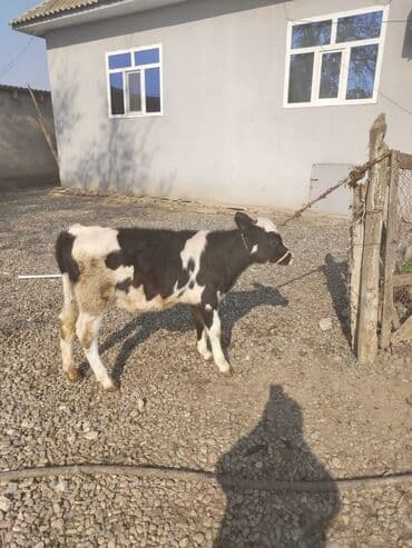 çin bıldırcını: Cins dişi buzov 4 aylığdı anası ivanofkadı südlü heyvandı — 2