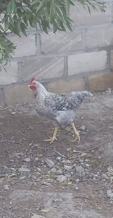 золотая шиншилла котенок: Gümüş-boz rəngli xoruz - Cinsəxas xüsusiyyətləri: parlaq qırmızı — 1