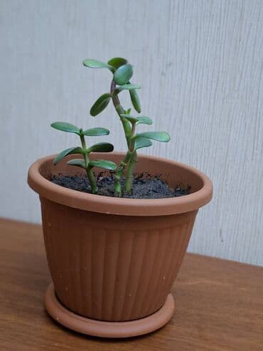 Bitkilər: Crassula ovata (Pul ağacı) Bitki tam sağlamdır, zərərvericilər — 1