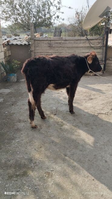 K/t heyvanları üçün mallar: Dana, buzov — 1