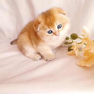 pişik baytarı: Şotland — 2