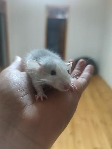 ereb ati satilir: Əldə tutulan kiçik, ağ rəngli siçovul. Bu gəmirici yumşaq tüklərə və — 2