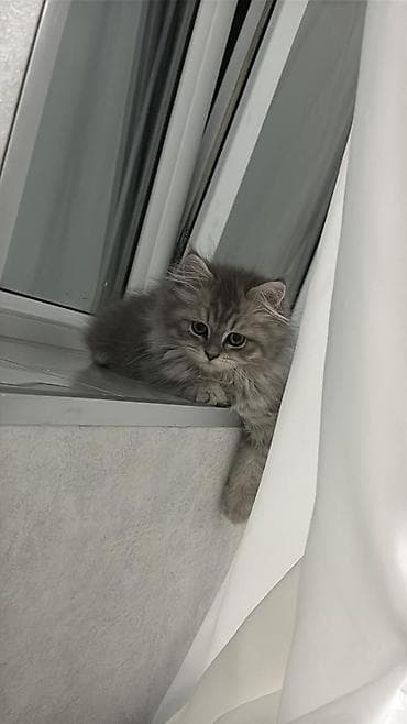 pişik sortları: Şinşilla, Dişi, Yaxşı əllərə, Ödənişli çatdırılma — 2