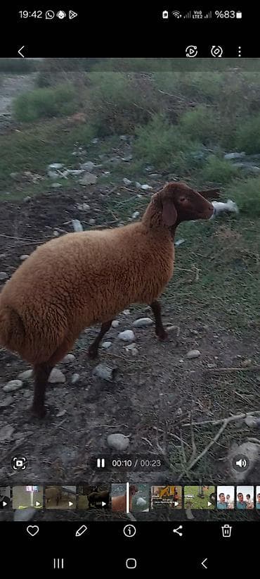 Mal-qara: Məhsul: Qoç və qısır qoyunlar - Cins: Yerli ətlik tip — 4