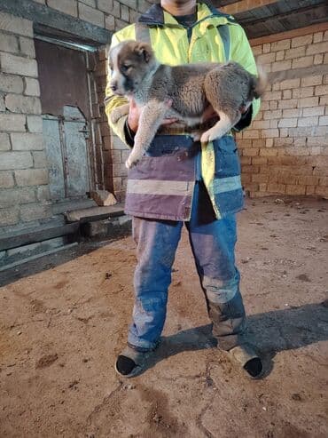 Gəmiricilər: 2 ay, Dişi, Peyvəndli, Ödənişli çatdırılma — 2