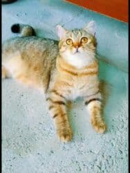 шотландские котята в добрые руки: Шотландская, Самец, Самка, В добрые руки, Бесплатная доставка, Платная доставка — 15