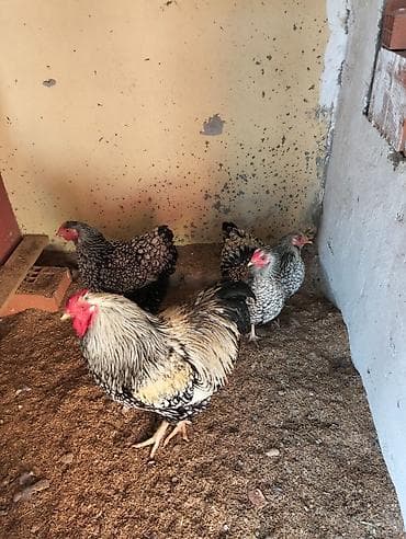 qaz satilir: Modern Qeym 3 Fərə Ve ponpon toyuq xoruz fərə cücə hersey var Ancaq — 2