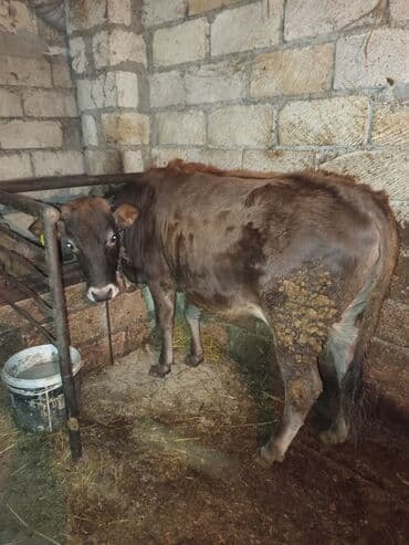 simral inək: Yem heyvanidir təkdir 110-120kq arası eti olar qiymət baxdıqdan soram — 1