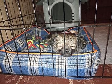 it bazari 2019: 3 ay, Erkek, Peyvəndli — 5