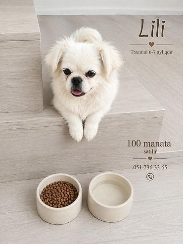 Pekines, 6 ay lalafo.az -da Pekines, 6 ay