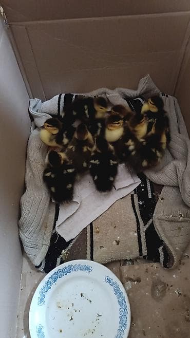 lal ordek: Lal ordek balalari KRASNODARKUL RENGİ MACAR və ZUMRUDU sort . Qiymet — 7