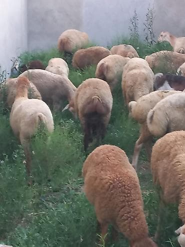 bala quzu: Salam 20 heyavandı 1ədədi erkək qoç 2dənədə erkək toxlu 17 dişi — 1
