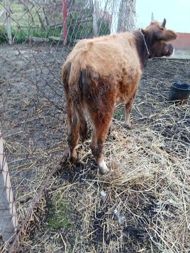 Inəklər, öküzlər: Hevan disdi superi bordağa damazdiqa yaraldi ciddi şexsler zeng vursun — 5