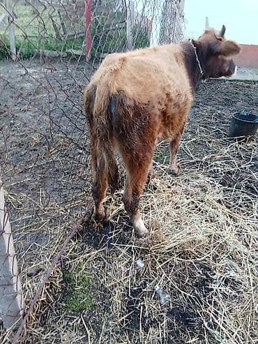 qoyun mal: 2 sdei dişdi hevanar cütü satlır 1400 deyilir riyalı alcıyla edrim — 3