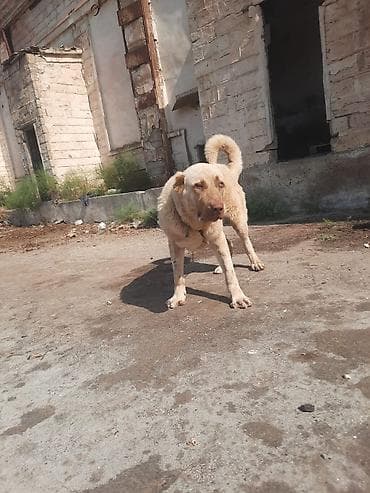 alabaý itleri: Qurdbasar, 9 ay, Erkek, Pulsuz çatdırılma — 1