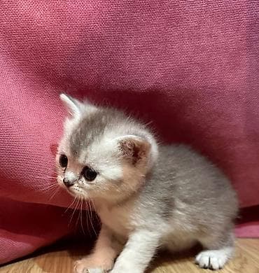 van pişik: Britan — 4