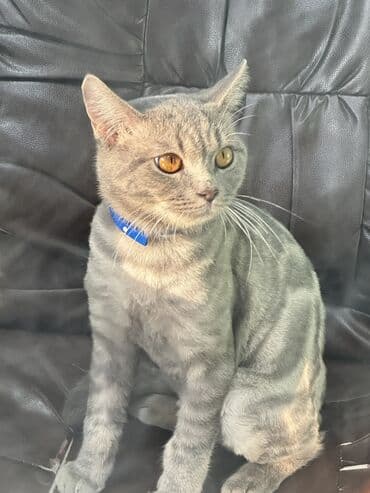 белый котенок в добрые руки: Шотландская, Самец, В добрые руки, Самовывоз, Платная доставка, Доставка в районы — 3