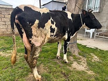 satilik inekler: 2 ci qarin inek. 18 litr süd verir. Balasiz satılır. Real alıcılar — 3