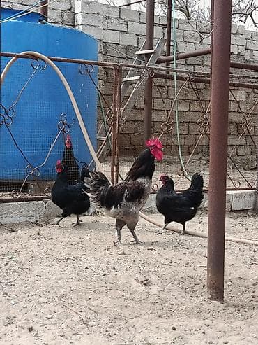 cütləş: Satılır:11 aylıq alman cinsi olan boz astralop xoruzu,ünvan Mərdəkan — 1