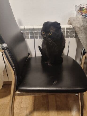 С/х животные и товары: Шотландская, Самка — 3