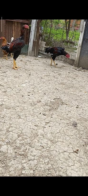 kənd cucesi: 6 ayliq das pipik bece satilir iri hevandi 2 kilo 700 cekisi var sag — 4