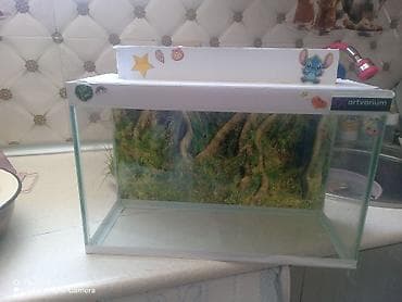 İtlər: Şüşə akvarium Mənzərəli fonu var qiymət sondur - Şəffaf şüşədən — 6