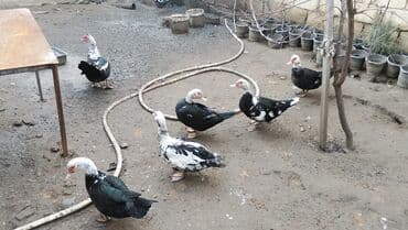 Alfa Romeo: Salam alekum ördəklər satılır dişilər 15 m böyük erkək 35 balaca — 5