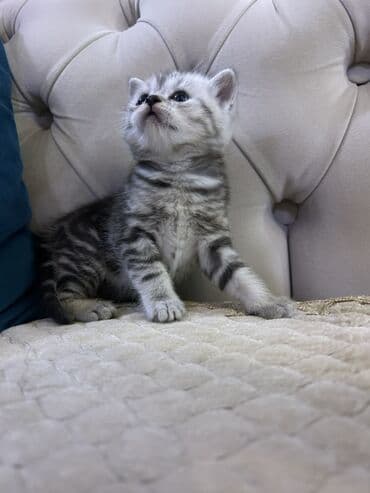 Lincoln: Британская, Самец — 2