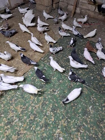 heyvanlara verilen xususi adlar: Məhsul: Zərif və müxtəlif rəng naxışlarında ev göyərçinləri Təsvir: - — 5