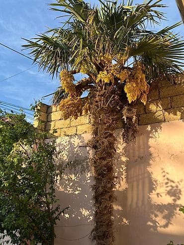 meyve tingleri satisi: Ağac hazırda çiçəkdədir və tam formalaşmış qalın lifli gövdəsi ilə — 2
