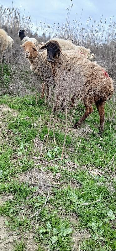 Heyvanlar üçün mallar: Mal-qara – qoyunlar - Cins: yerli qarışıq (şabalıdı və qara başlı — 2