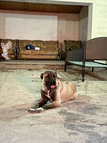 itlərin təlimi: Kanqal, 10 ay, Dişi, Peyvəndli, Ünvandan götürmə — 1