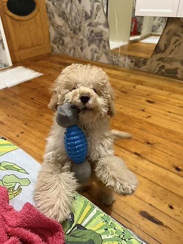 sahiblendir: Pudel — 2