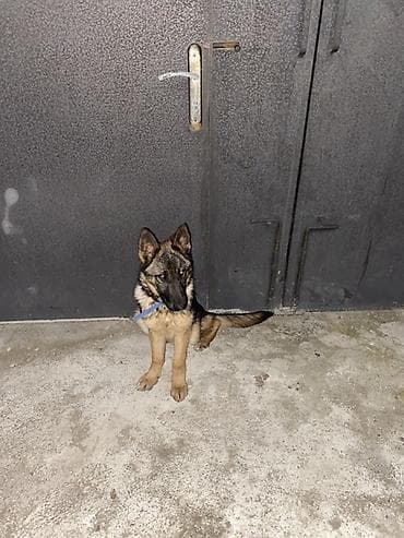 kangal iti satisi: Alman çoban iti, 5 ay, Dişi, Peyvəndli — 3