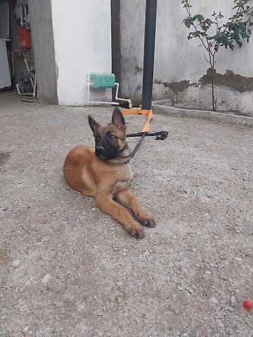 böyümüyən itlər: Belçika çoban iti, 2 ay, Erkek, Peyvəndli — 2
