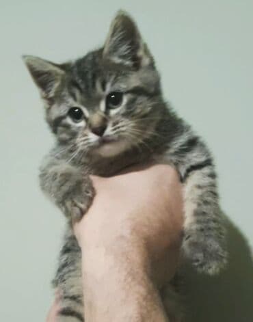 İtlər: Tabbi, Yaxşı əllərə — 2