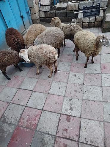 balaca dovşan: Satışda xırda buynuzlu heyvanlar – bir qrup cavan qoyun/qoç — 6
