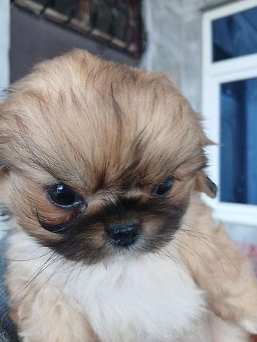 Pekines, 2 ay, Dişi, Ünvandan götürmə