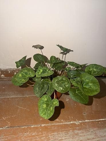 dibçək gülləri adları: Mini qablarda siklamen (Cyclamen) – dekorativ yaşıl bəzək bitkisi — 1