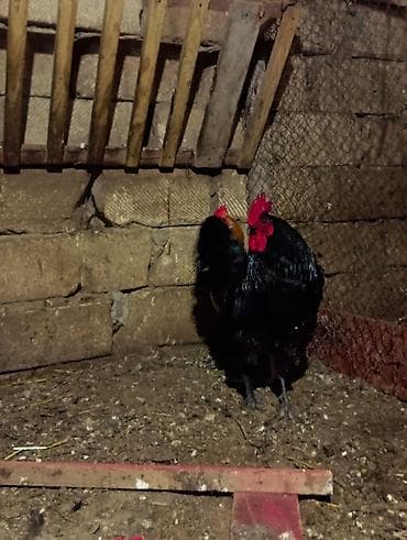 ucuz dana: Safqan avstralob dekorativ və damazlıq üçün - Rəng: tam qara — 4