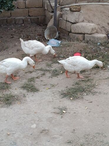 Inəklər, öküzlər: Şəkildə gördüyünüz heyvanlar satılır və ya barter edilir 7 ci aylarına — 3