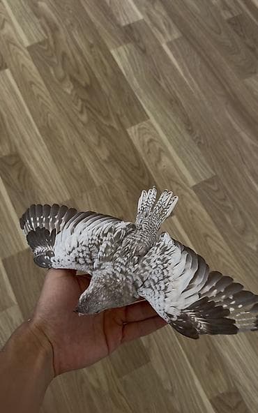 cex quşlar: Sultan papağanı təqdim olunur. Şəkillərdə görünən quş açıq boz, ağ və — 4