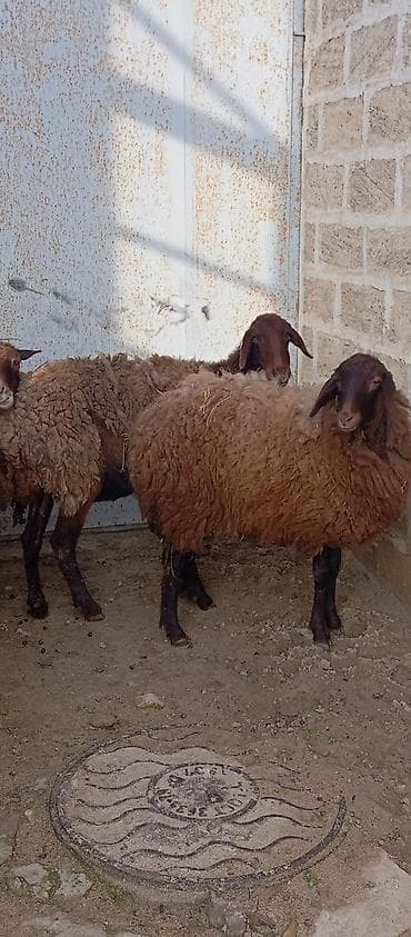 qala cinsi qoyun: Salam ünvan Bakıin maştağa kendi obşi 6 baş heyvanlar 5 baş qoçnu — 4