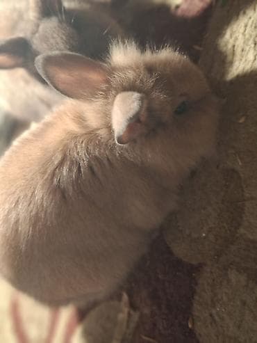 Другие с/х животные: Holland lop cinsi Ev dovşanları – tüklü miniatür bala dovşanlar şəkil — 3